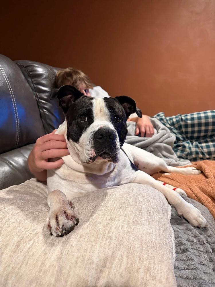Enlarge Amara, a Adoptable mixed breed in Irwin, PA image 3/5