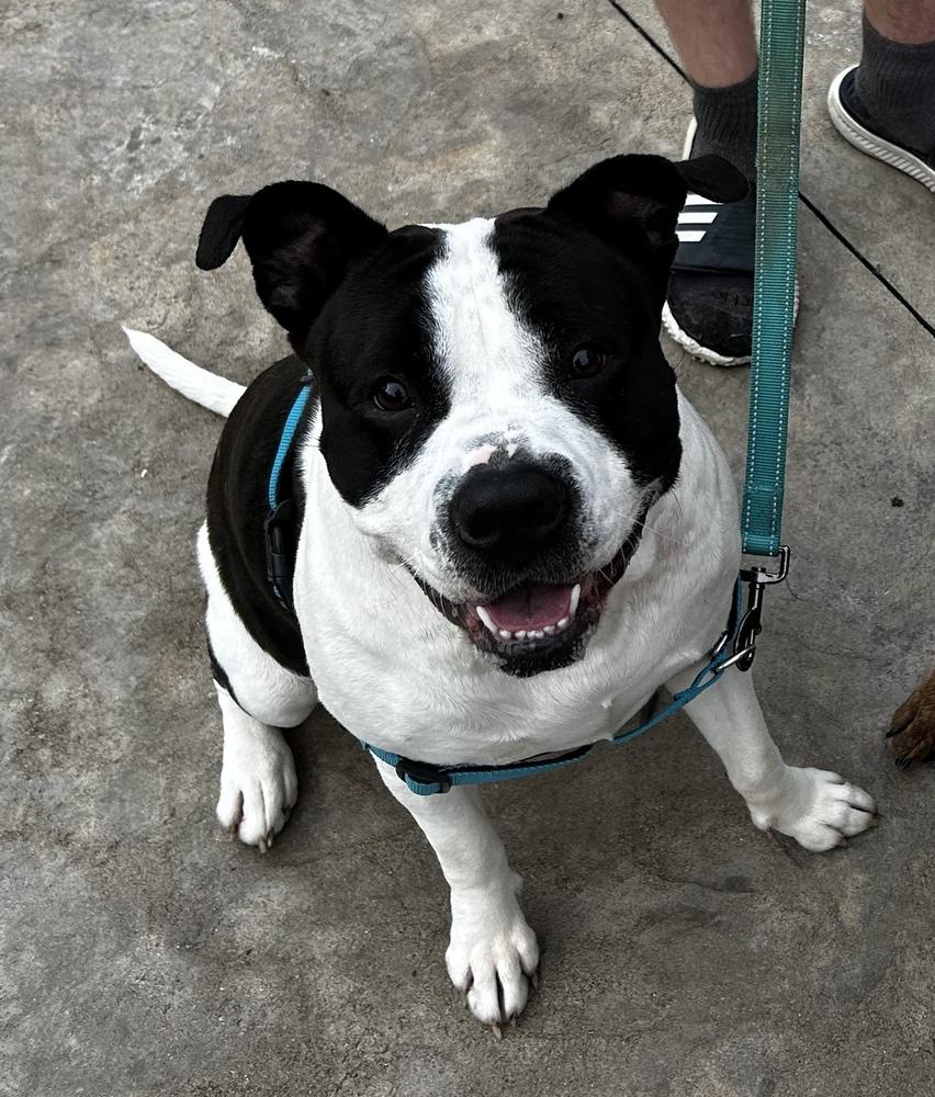 Amara, Adoptable, Young Female American Bulldog & Mixed Breed.