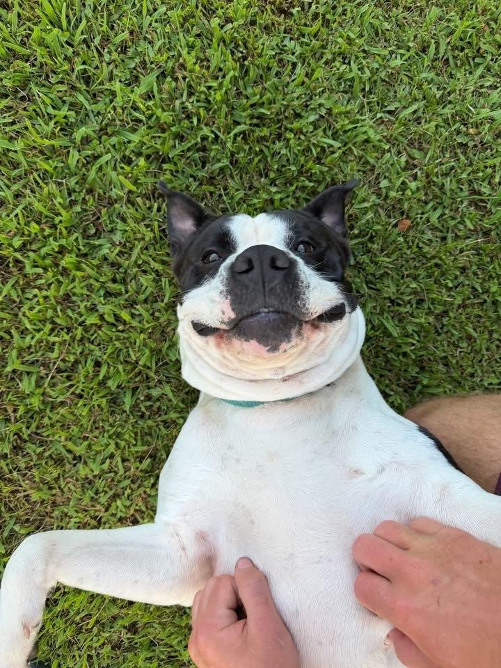 Enlarge Amara, a Adoptable mixed breed in Irwin, PA image 5/5