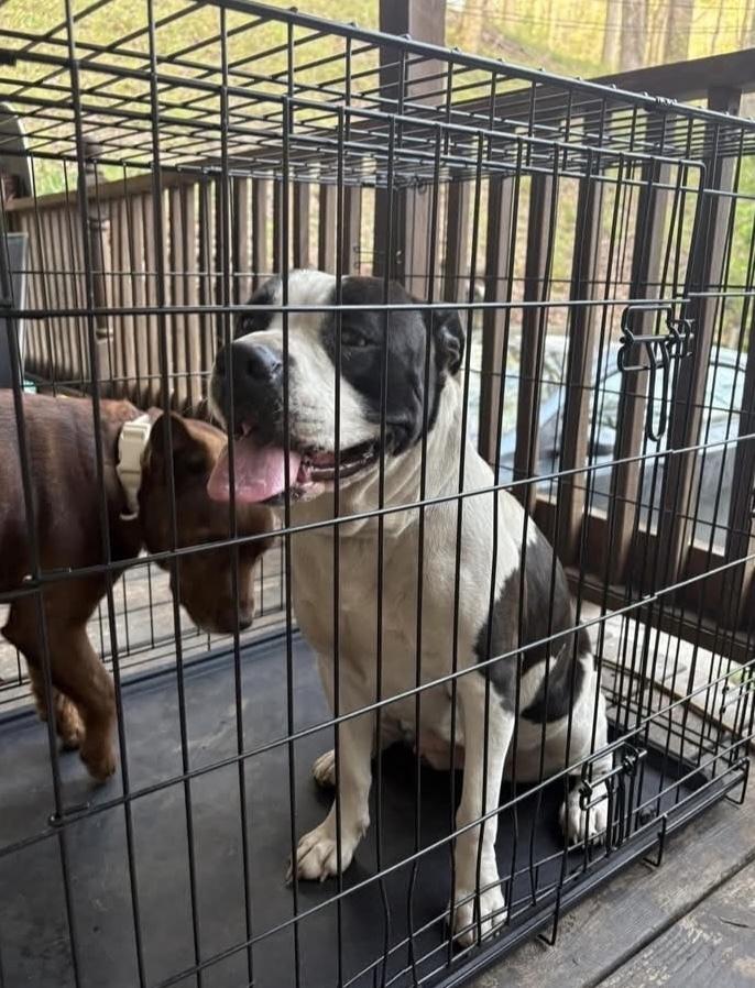 Enlarge Amara, a Adoptable mixed breed in Irwin, PA image 6/6