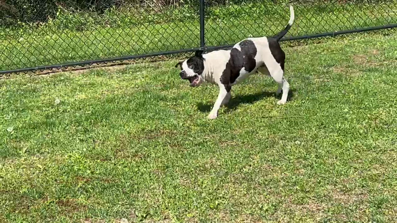 Enlarge Amara, a Adoptable mixed breed in Irwin, PA video 3/6