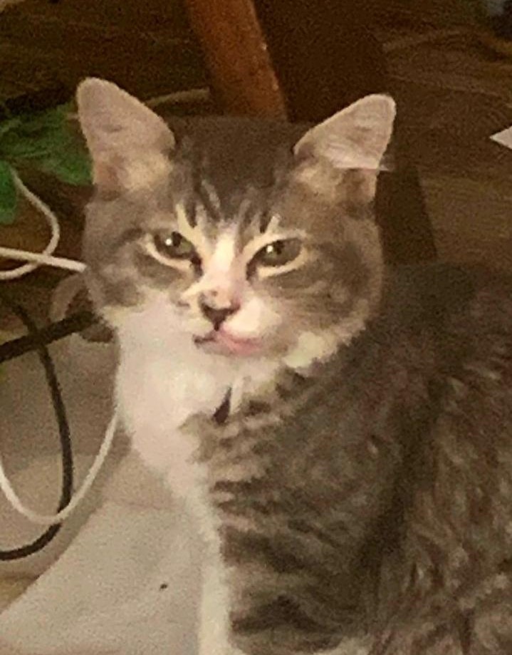 Mae, a Adoptable mixed breed in Las Cruces, NM image 1/7