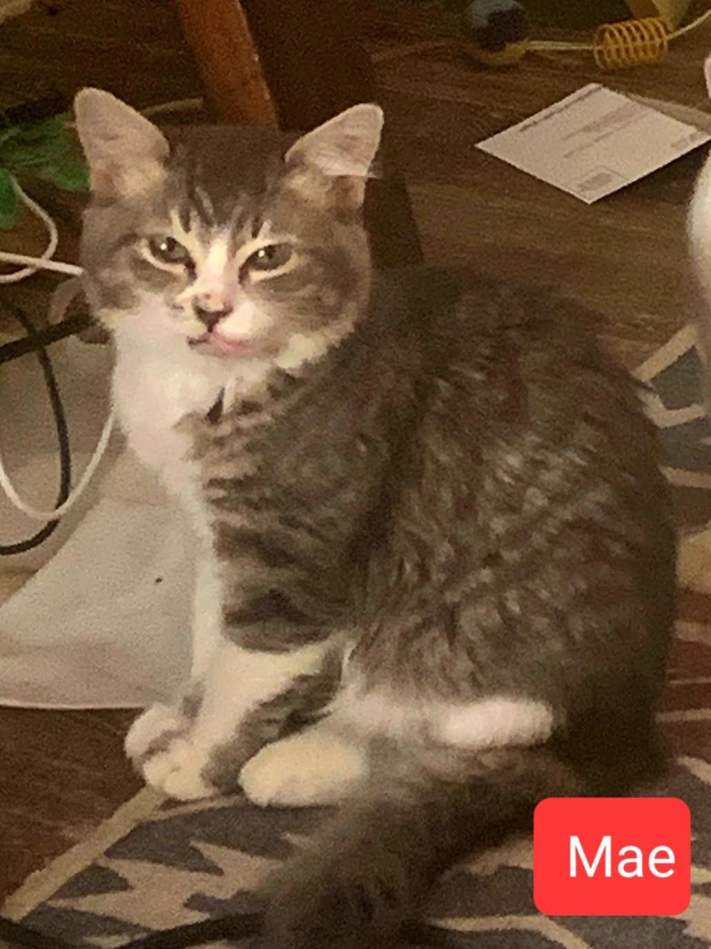 Mae, a Adoptable mixed breed in Las Cruces, NM image 2/7