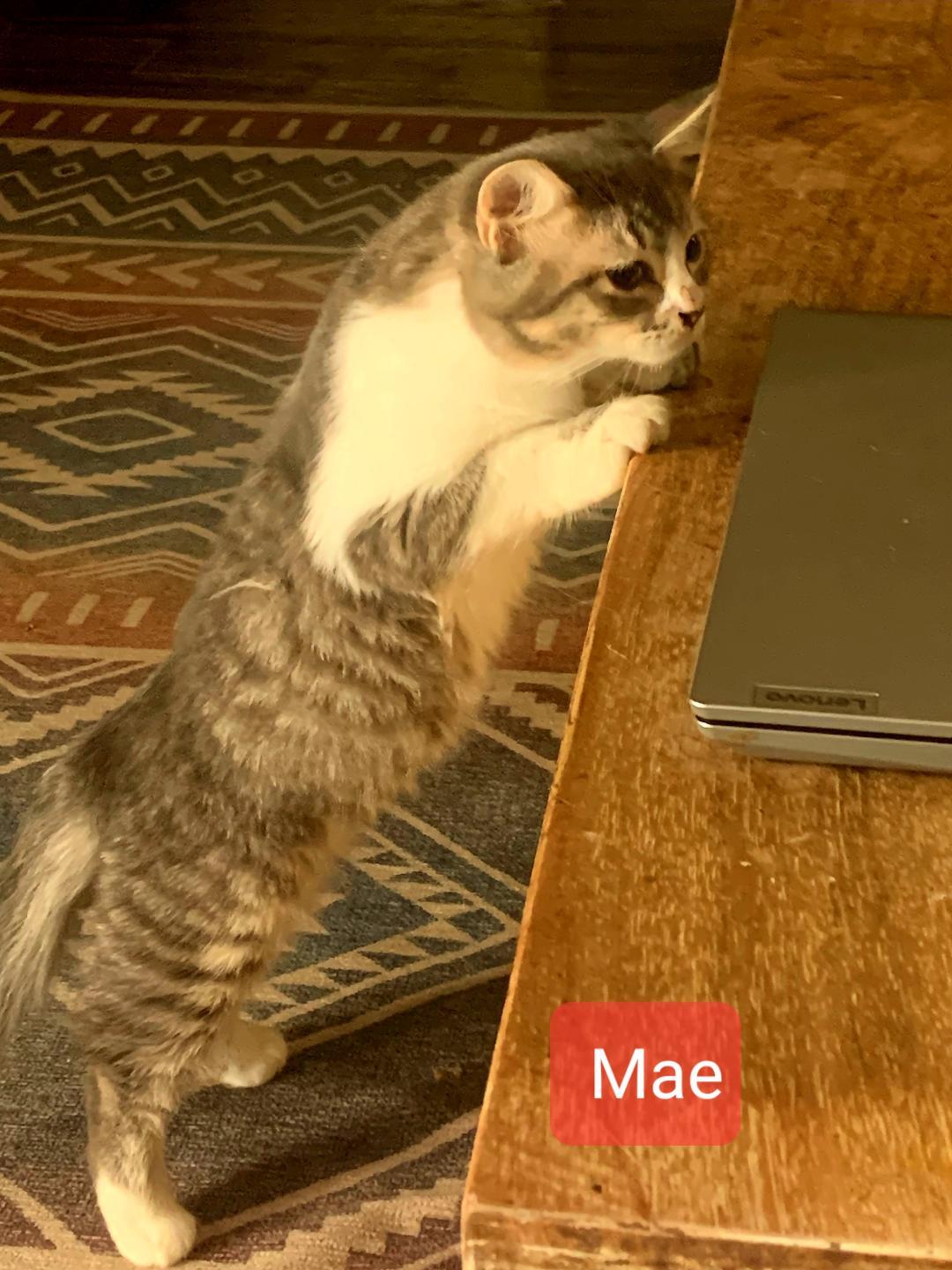 Mae, a Adoptable mixed breed in Las Cruces, NM image 3/7