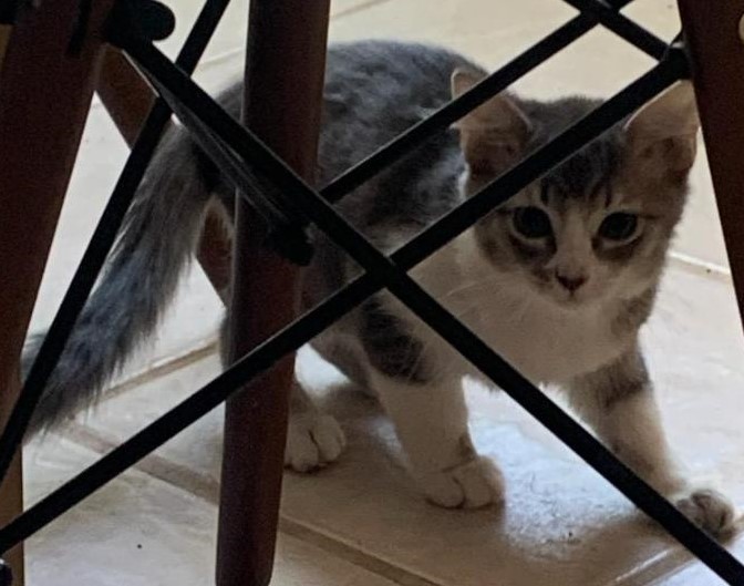 Mae, a Adoptable mixed breed in Las Cruces, NM image 4/7