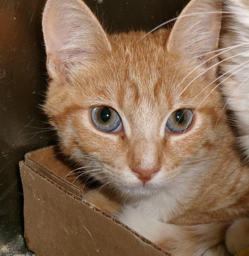 Enlarge Mosey, a Adoptable mixed breed in Carrollton, GA image 1/3