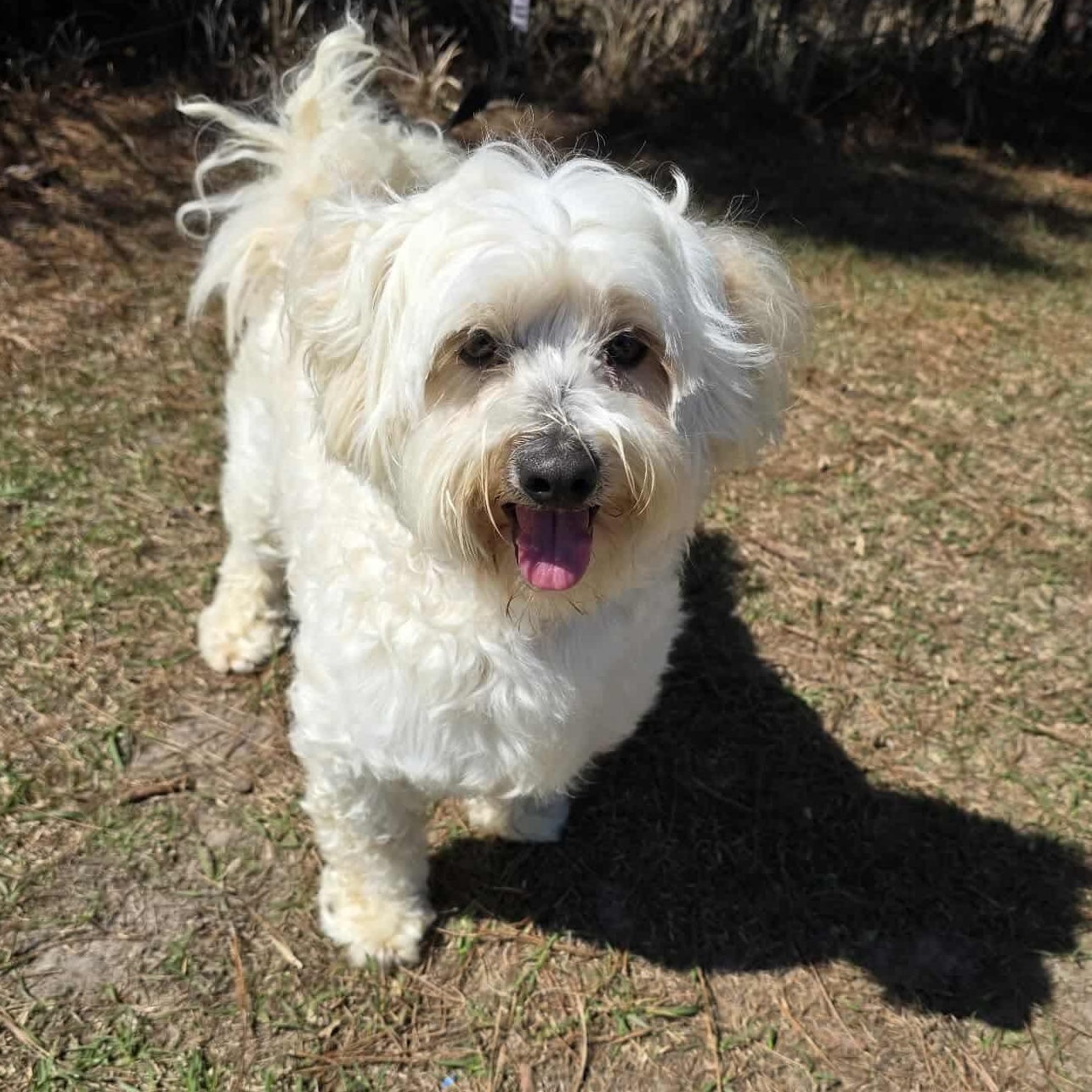 Mr. Bojangles, an adopted Maltese in Southfield , MI image 5/5