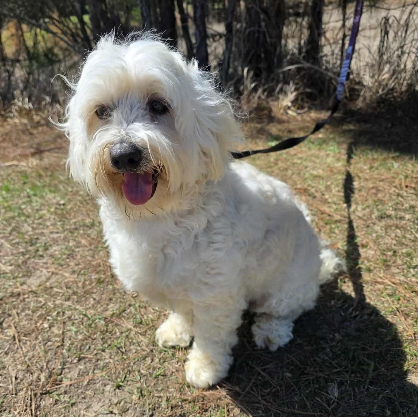 Mr. Bojangles, an adopted Maltese in Southfield , MI image 4/5