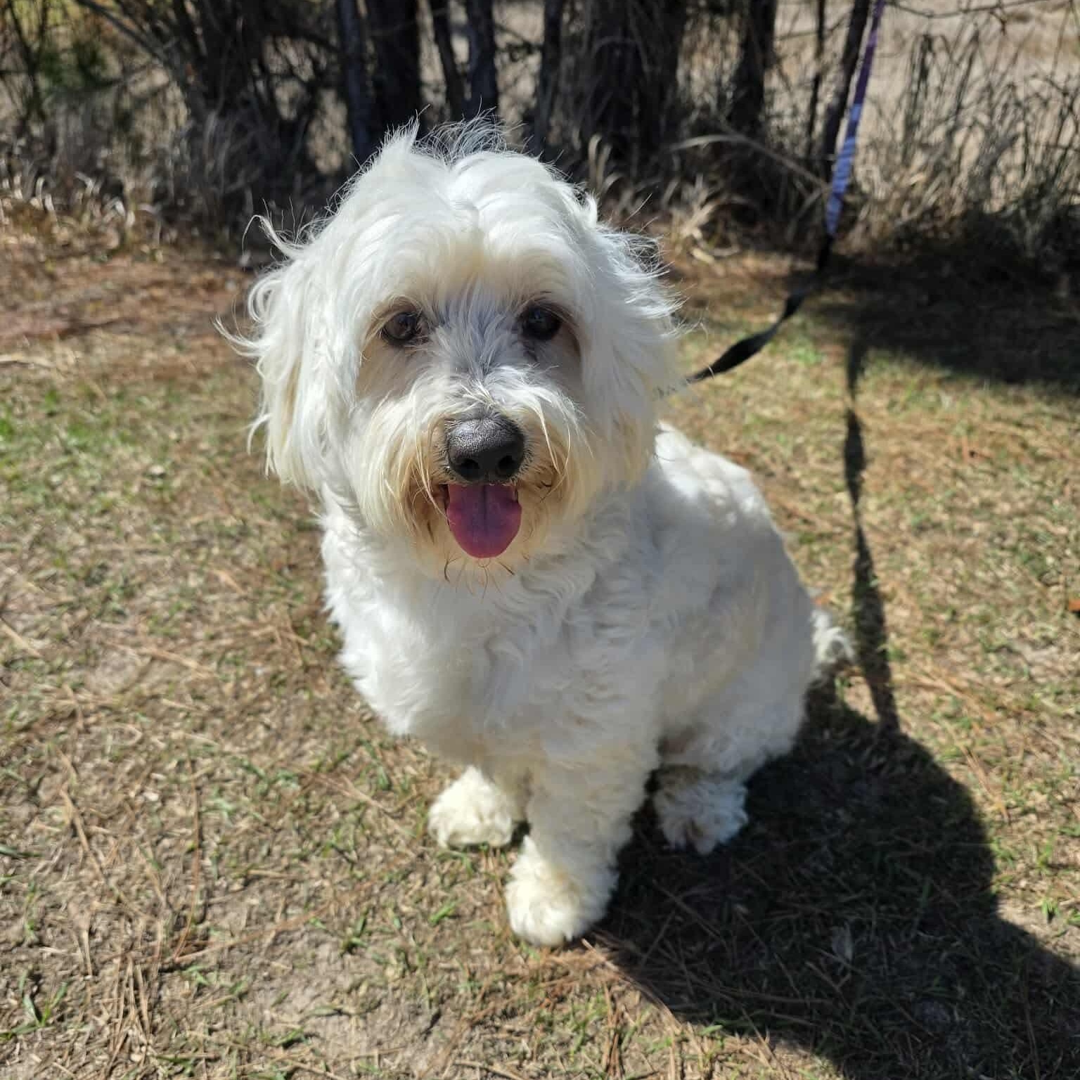 Mr. Bojangles, an adopted Maltese in Southfield , MI image 1/5
