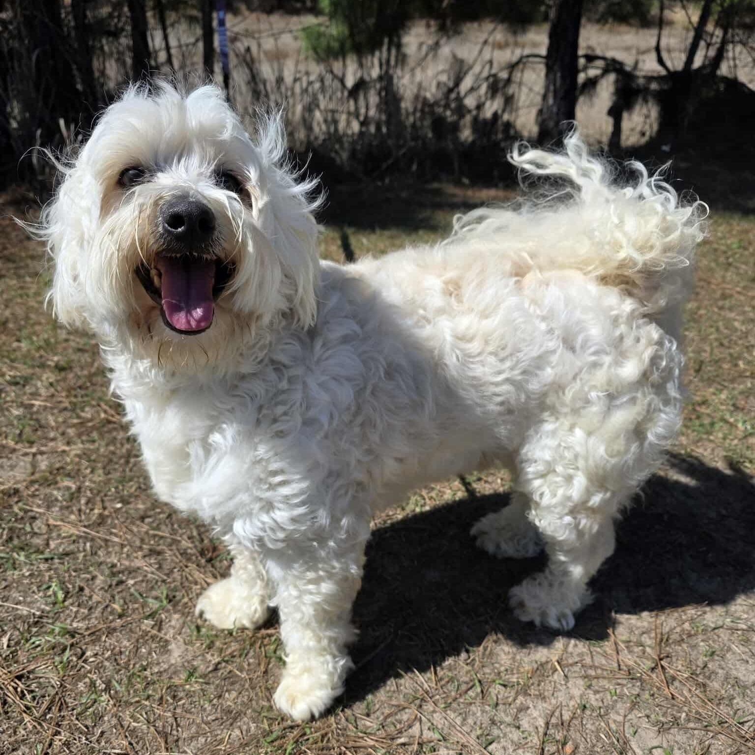 Mr. Bojangles, an adopted Maltese in Southfield , MI image 3/5