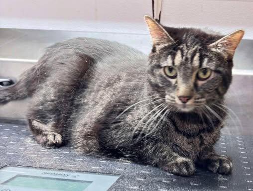 Enlarge Pickle, a Adoptable Domestic Short Hair in Knoxville, IA image 1/1