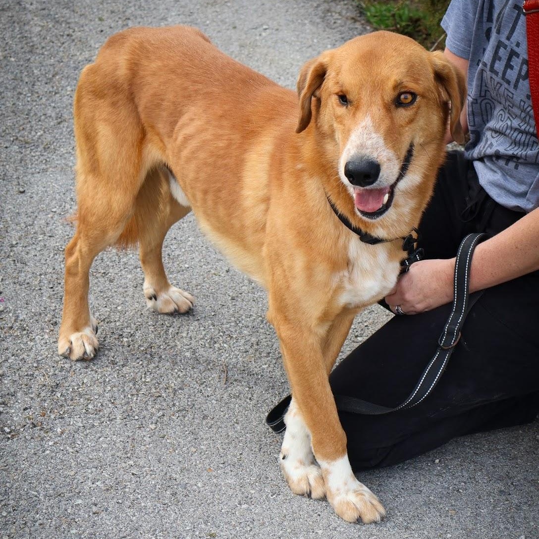 Enlarge Greg, a ADOPTABLE mixed breed in Hollister, MO image 2/3