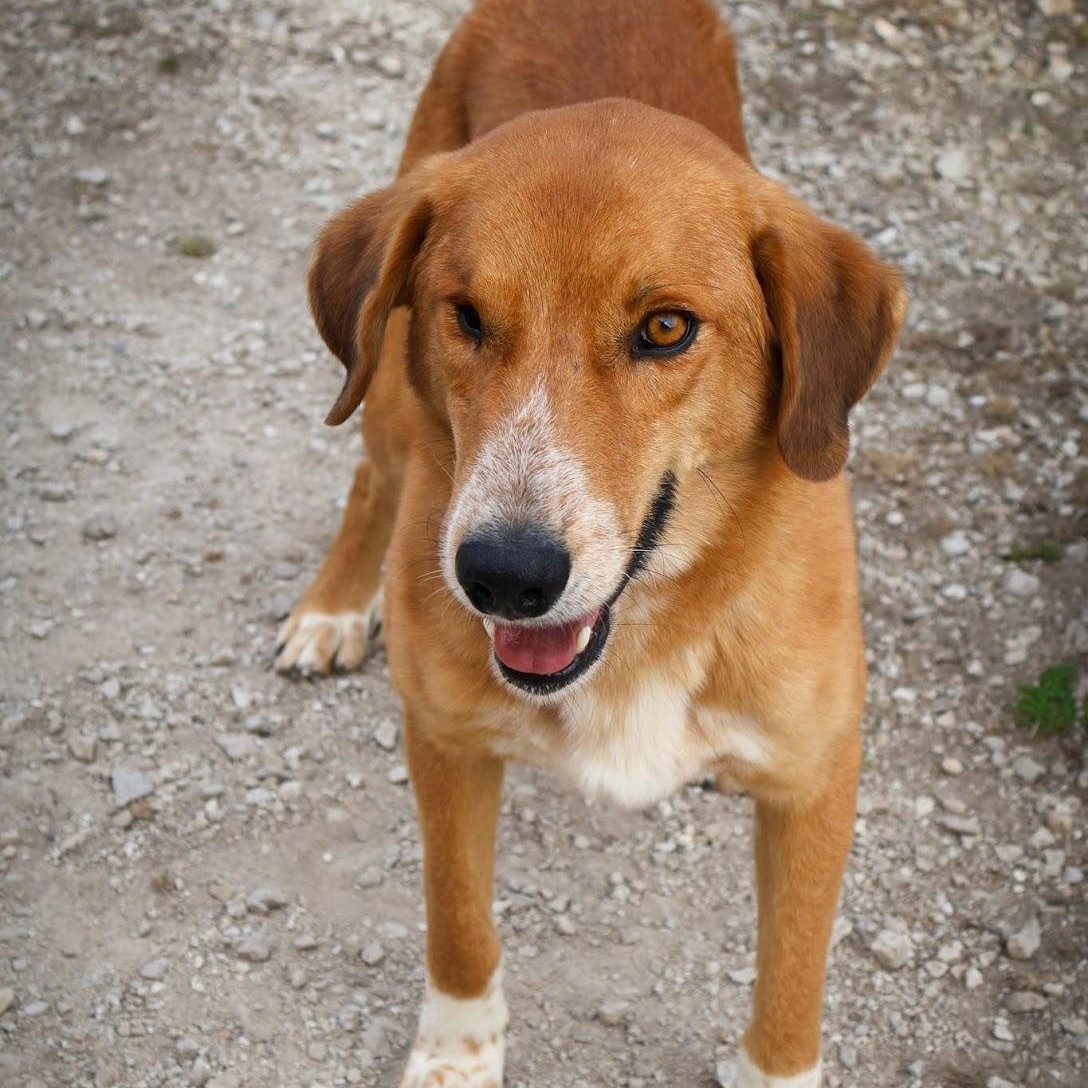 Enlarge Greg, a ADOPTABLE mixed breed in Hollister, MO image 3/3