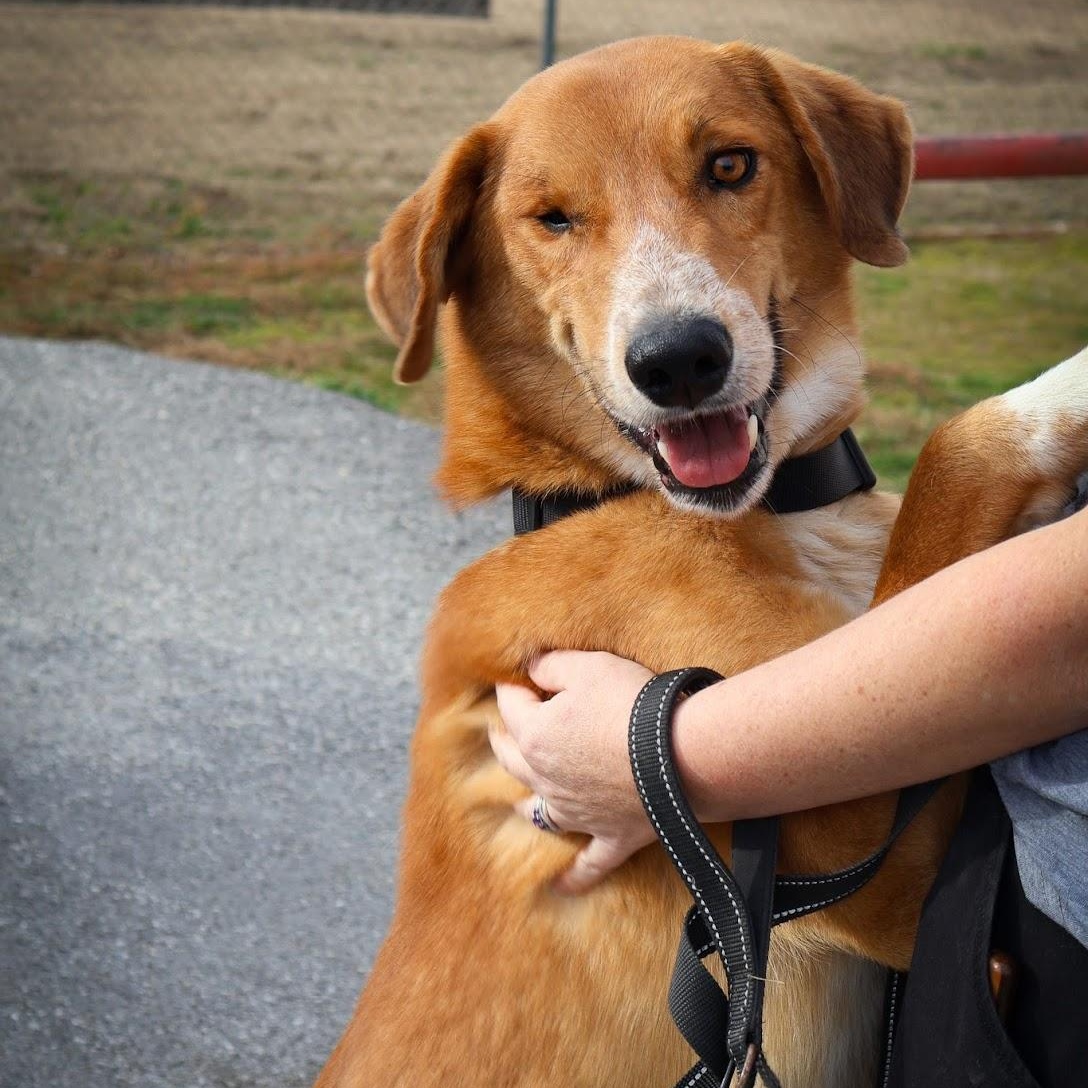 Enlarge Greg, a ADOPTABLE mixed breed in Hollister, MO image 1/3