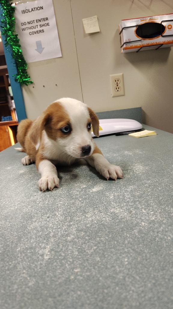 tangerine, Adoptable, Puppy Female Catahoula Leopard Dog & Mixed Breed.