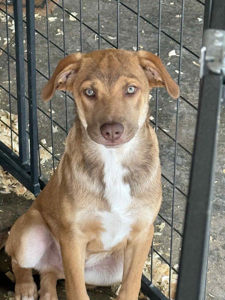 PJ, Adopted, Young Male Labrador Retriever & Shepherd.