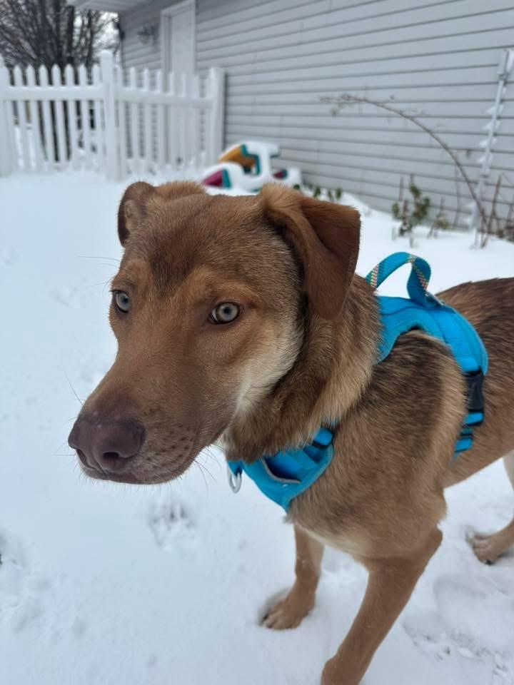 Enlarge PJ, a Adopted mixed breed in Bristol, WI image 2/6
