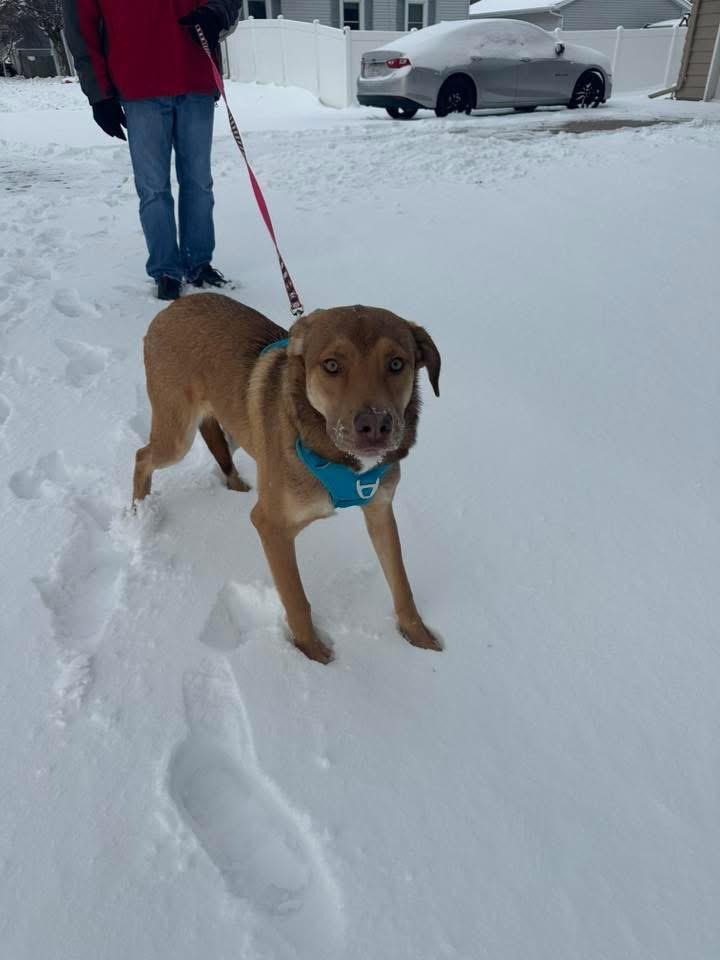 Enlarge PJ, a Adopted mixed breed in Bristol, WI image 3/6