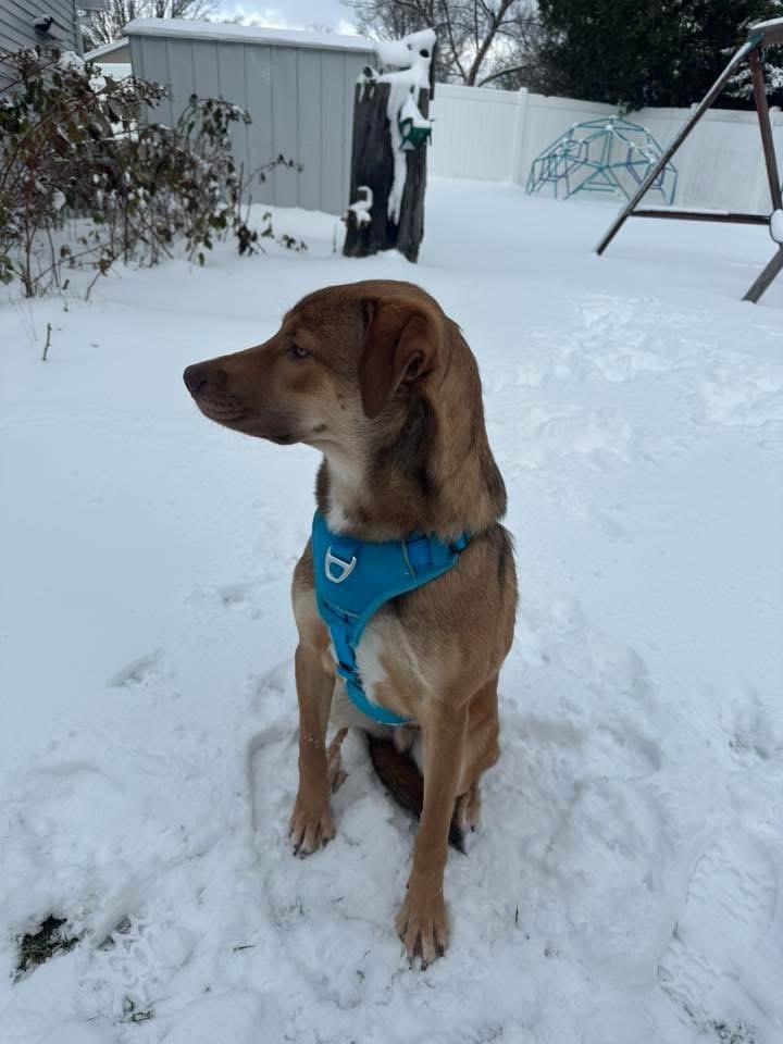 Enlarge PJ, a Adopted mixed breed in Bristol, WI image 4/6
