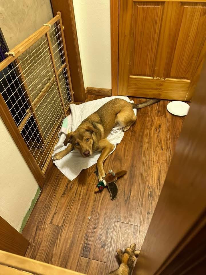 Enlarge PJ, a Adopted mixed breed in Bristol, WI image 5/6