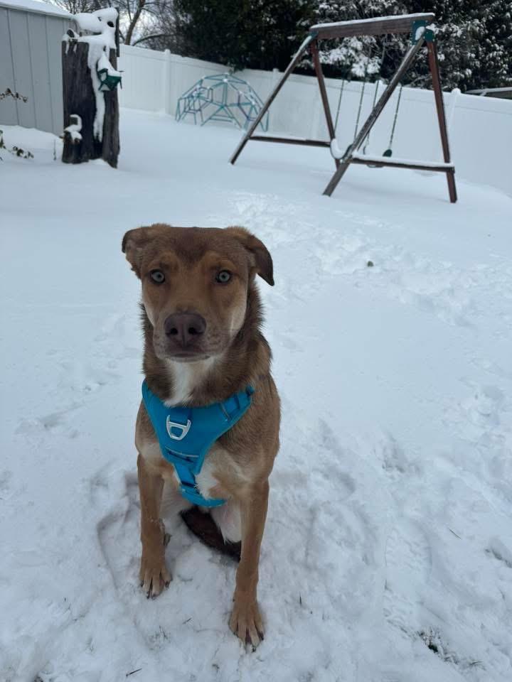 Enlarge PJ, a Adopted mixed breed in Bristol, WI image 6/6