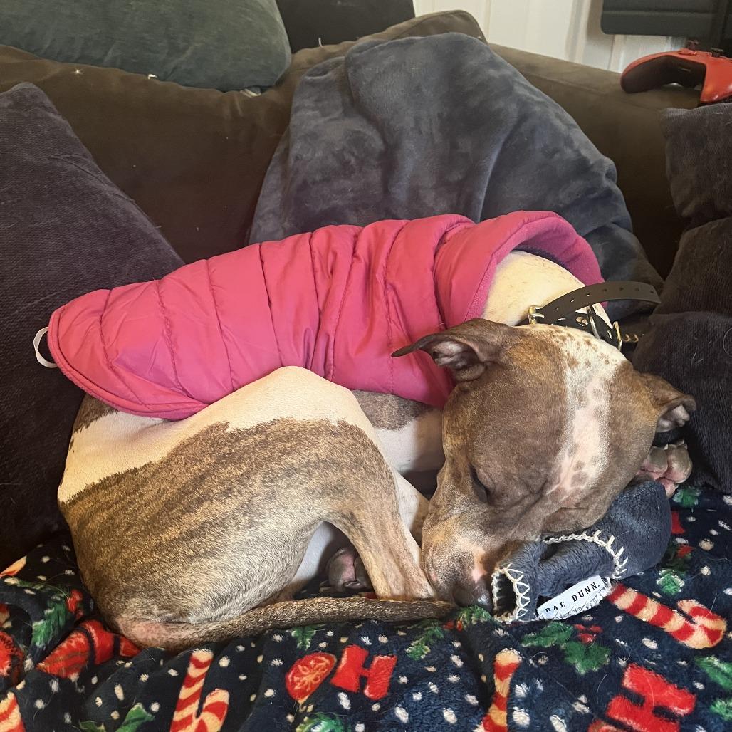 charlotte, Adoptable, Adult Female Pit Bull Terrier & Mixed Breed.