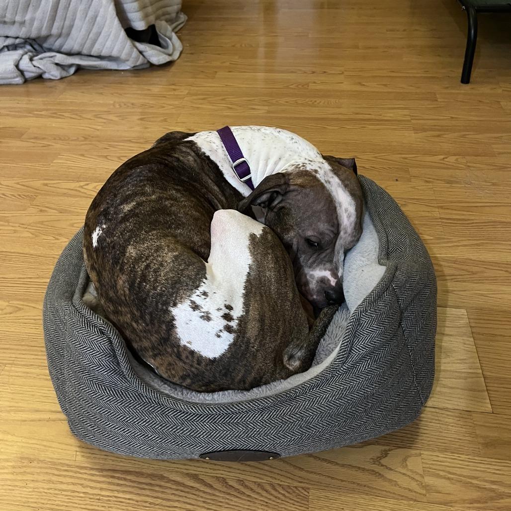 Enlarge charlotte, a Adoptable mixed breed in Bellingham, WA image 2/6