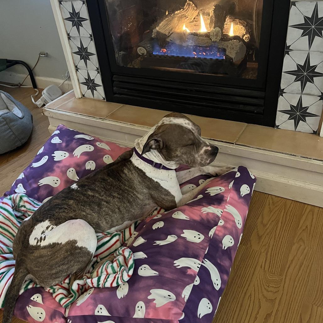 Enlarge charlotte, a Adoptable mixed breed in Bellingham, WA image 3/6