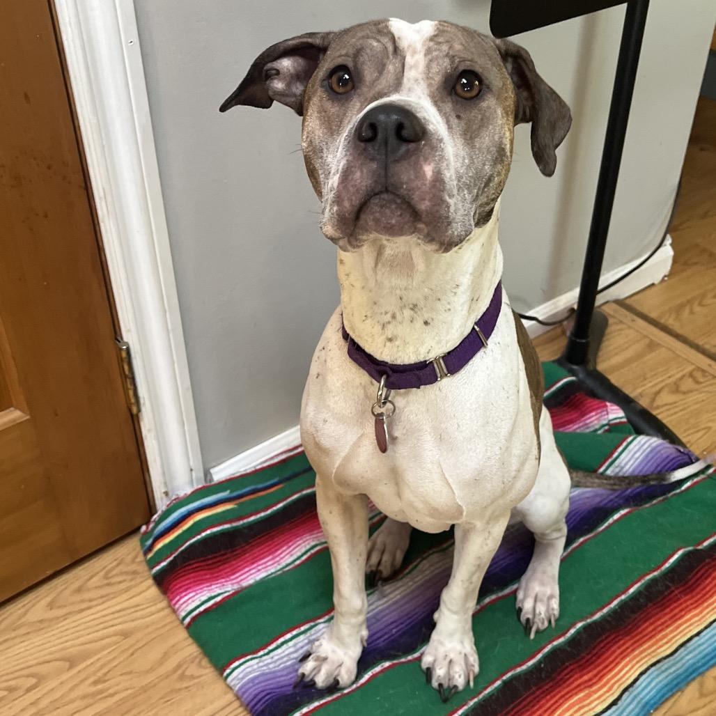 charlotte, Adoptable, Adult Female Pit Bull Terrier & Mixed Breed.