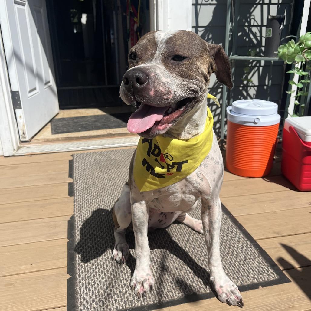 Enlarge charlotte, a Adoptable mixed breed in Bellingham, WA image 4/6