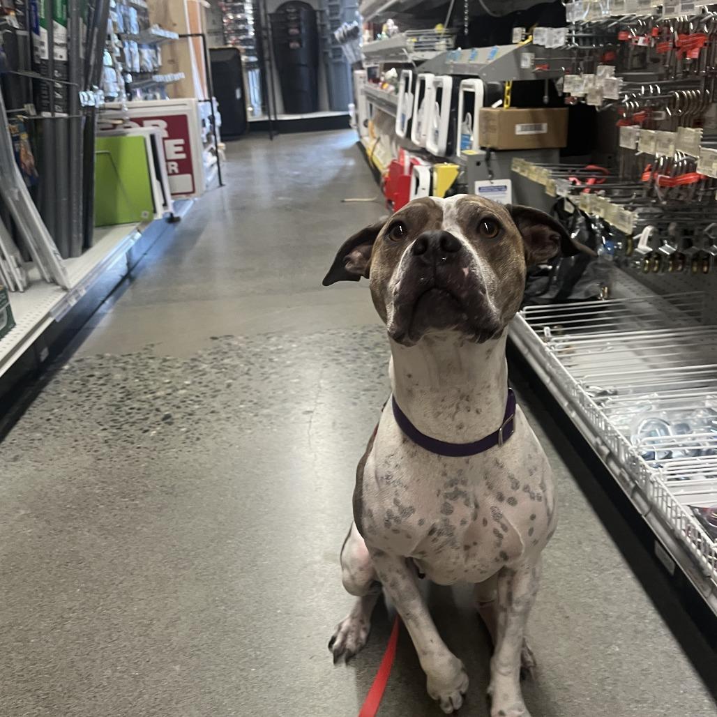Enlarge charlotte, a Adoptable mixed breed in Bellingham, WA image 5/6