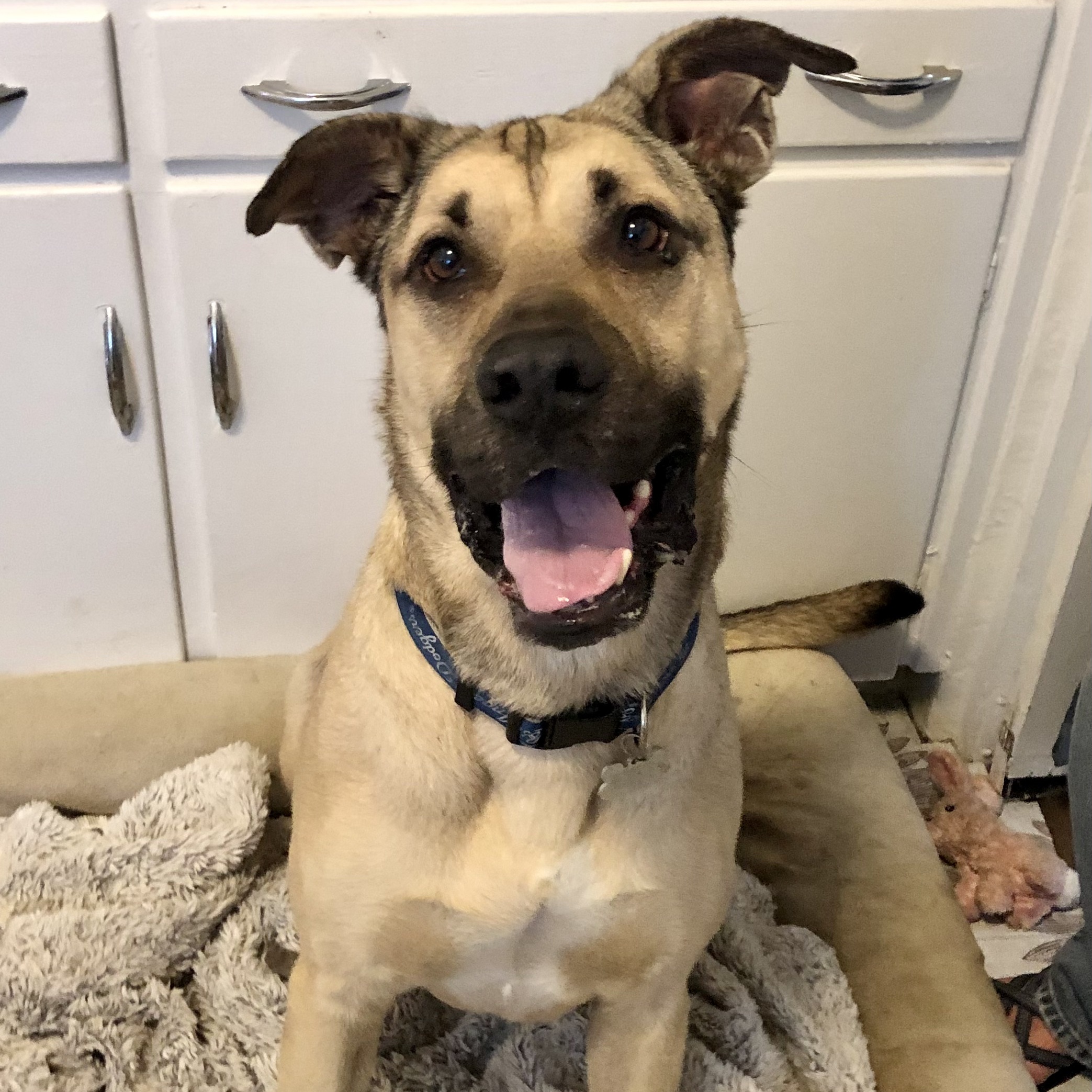 LOGAN, an adoptable Shepherd, Rhodesian Ridgeback in Thousand Oaks, CA, 91360 | Photo Image 4