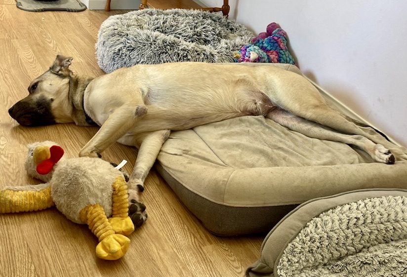 LOGAN, a Adoptable mixed breed in Thousand Oaks, CA image 6/6