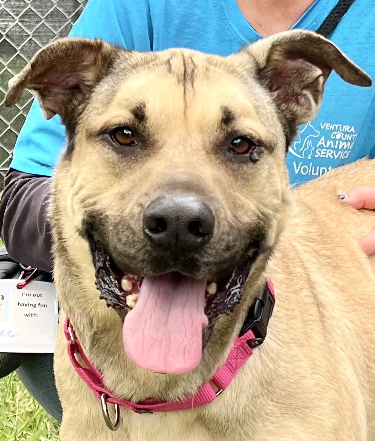LOGAN, an adoptable Shepherd, Rhodesian Ridgeback in Thousand Oaks, CA, 91360 | Photo Image 3