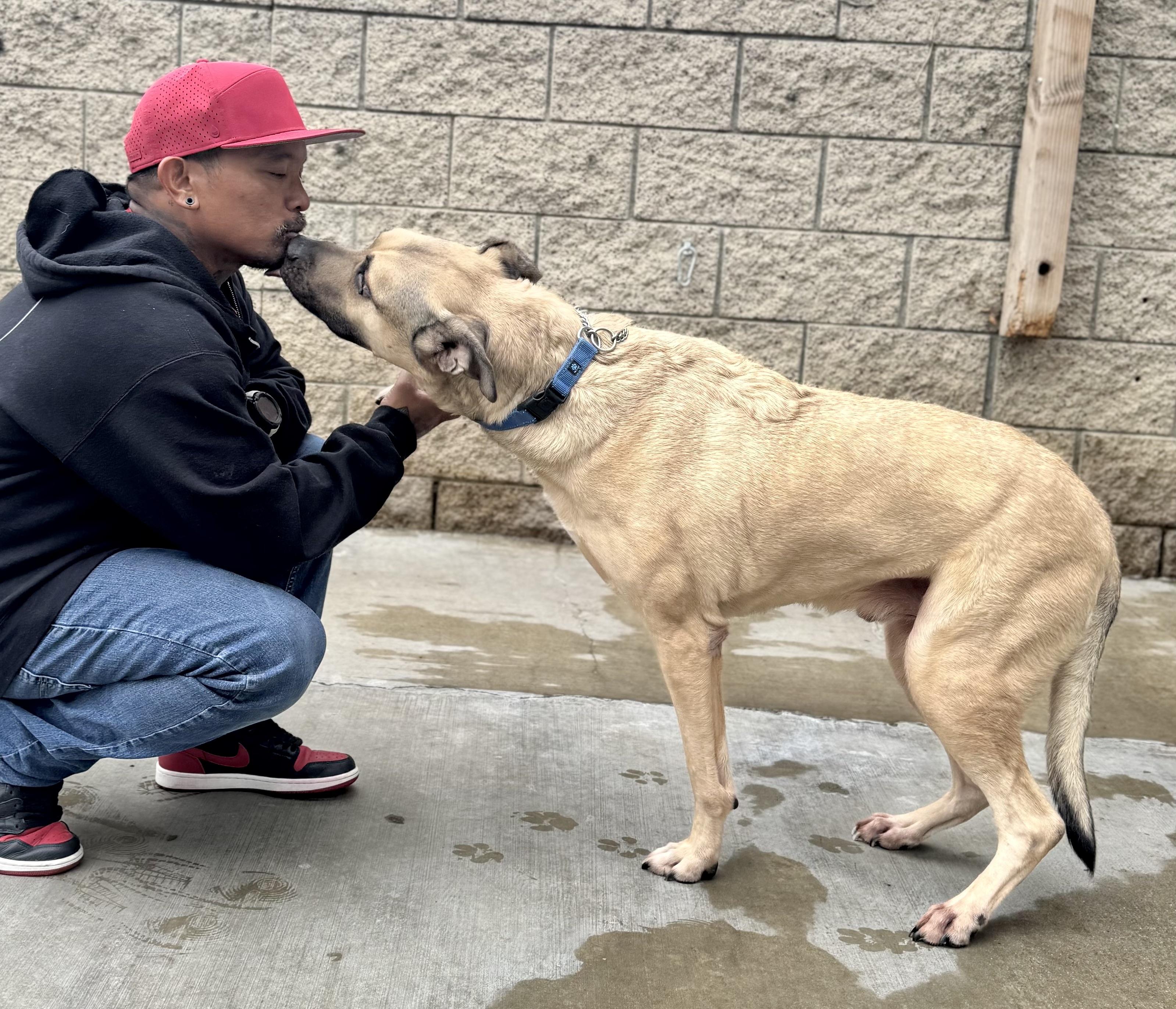 LOGAN, an adoptable Shepherd, Rhodesian Ridgeback in Thousand Oaks, CA, 91360 | Photo Image 2
