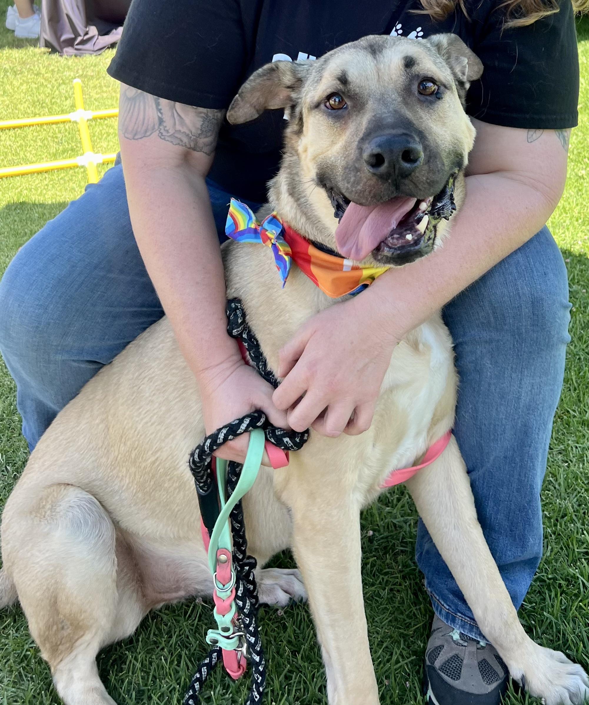 Enlarge LOGAN, a Adoptable mixed breed in Thousand Oaks, CA image 5/6