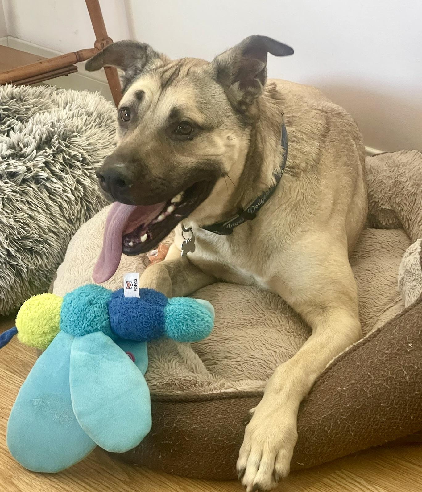 Enlarge LOGAN, a Adoptable mixed breed in Thousand Oaks, CA image 6/6