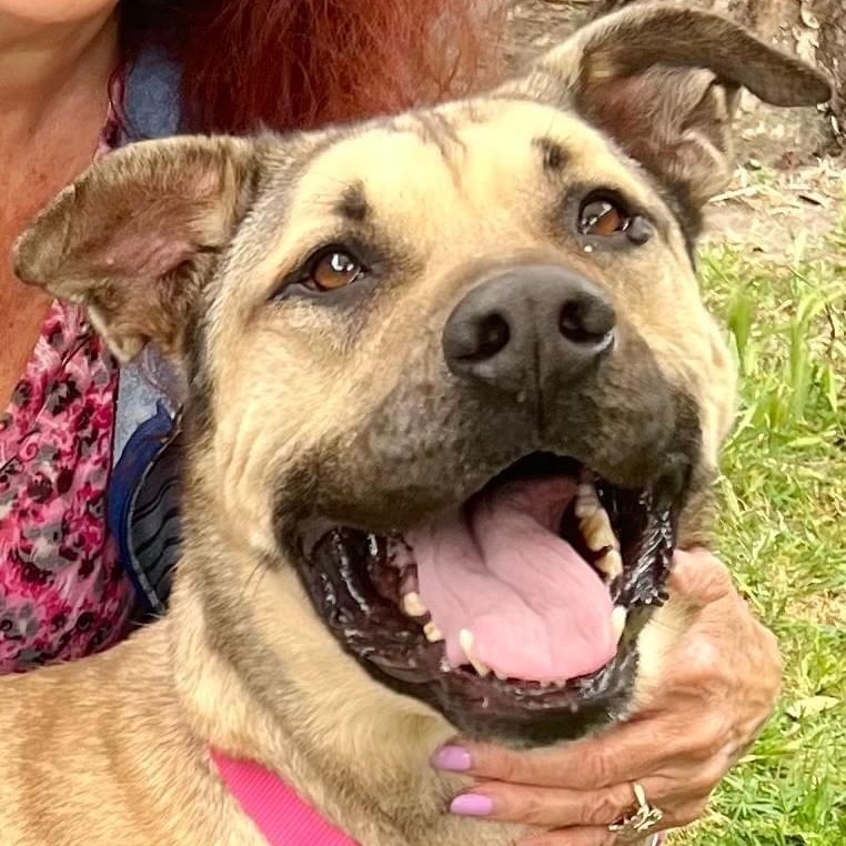 Enlarge LOGAN, a Adoptable mixed breed in Thousand Oaks, CA image 1/6