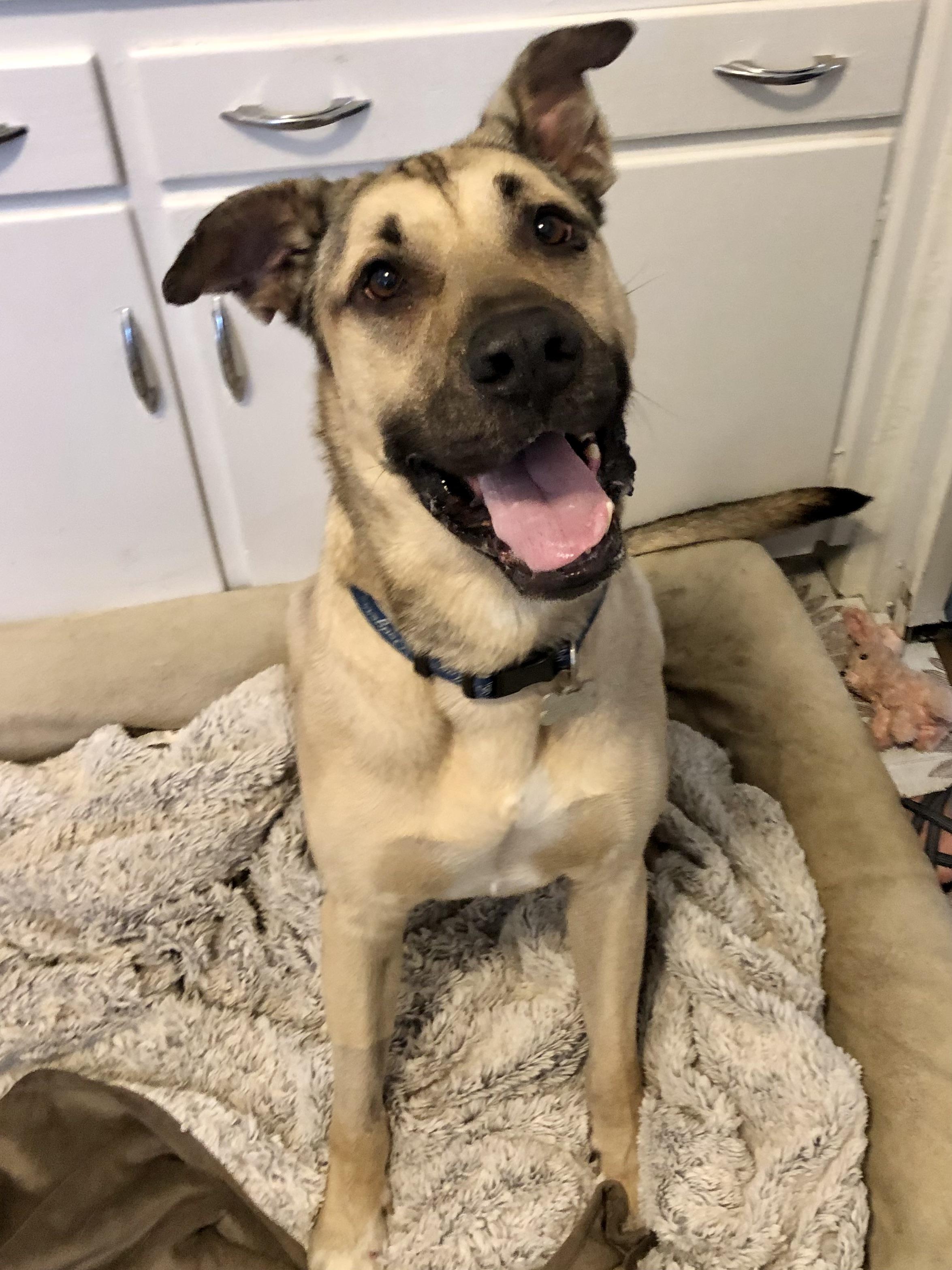 Enlarge LOGAN, a Adoptable mixed breed in Thousand Oaks, CA image 3/6