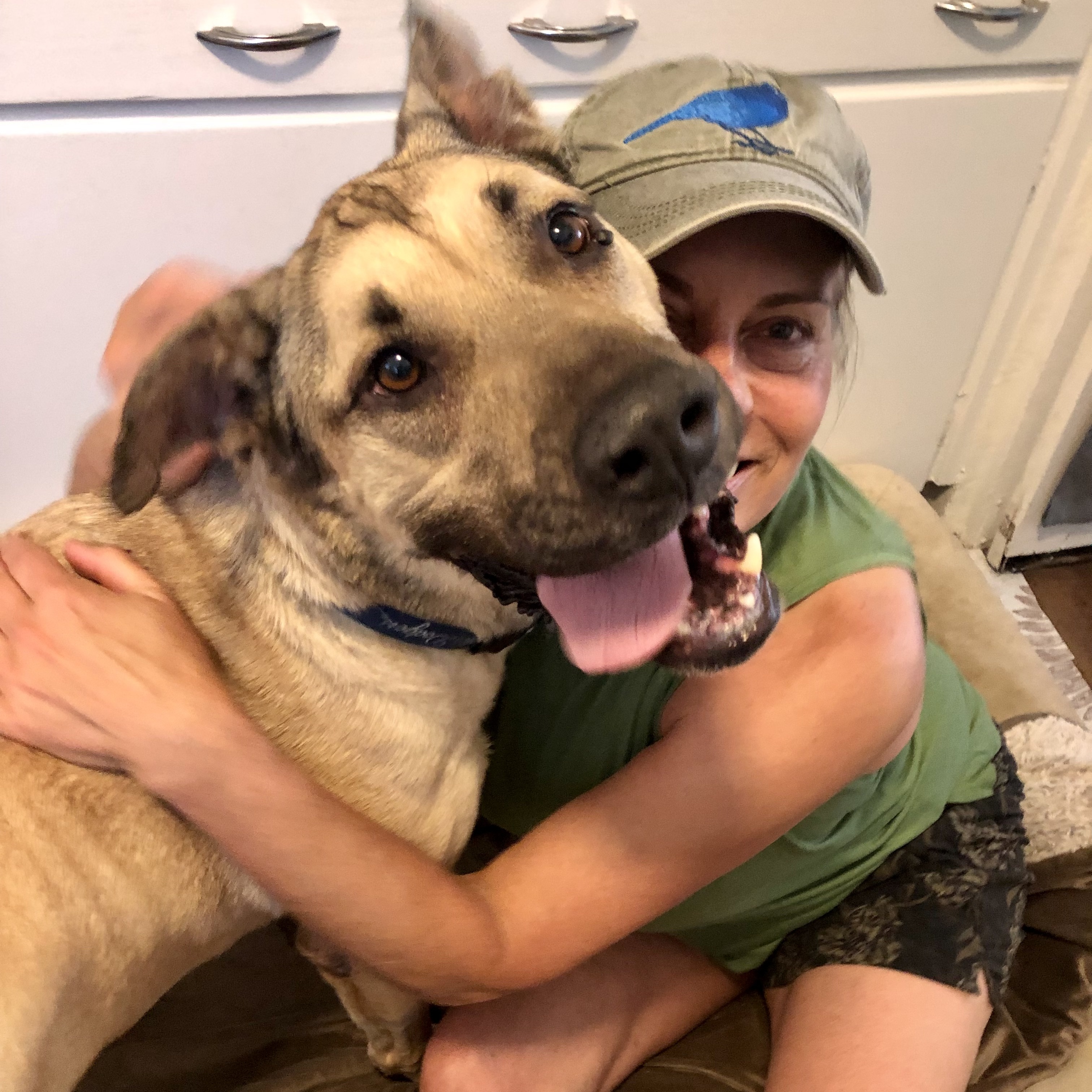 LOGAN, a Adoptable mixed breed in Thousand Oaks, CA image 2/6