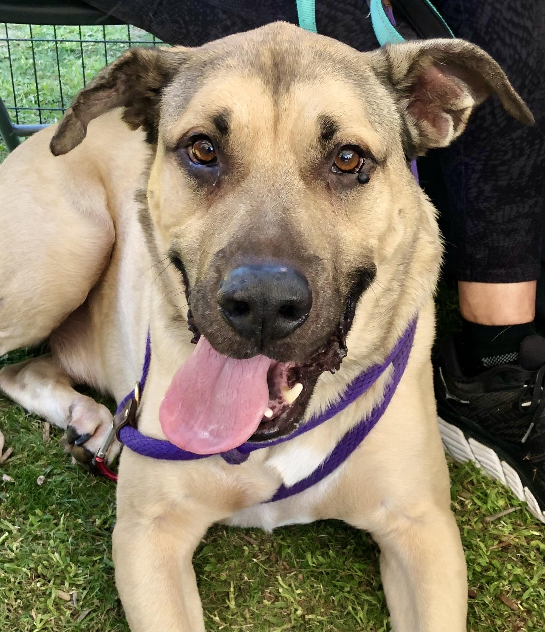 Enlarge LOGAN, a Adoptable mixed breed in Thousand Oaks, CA image 4/6