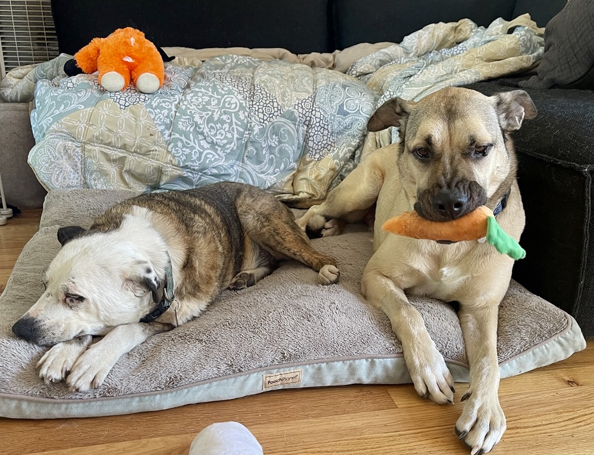 LOGAN, a Adoptable mixed breed in Thousand Oaks, CA image 5/6