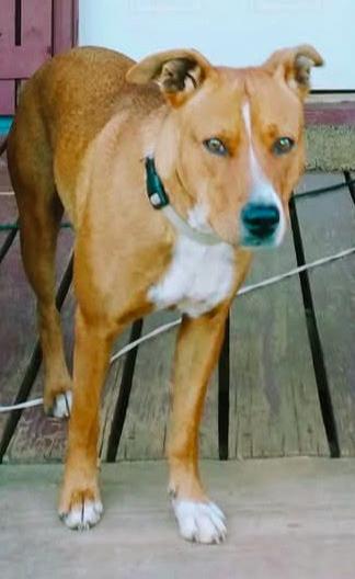 Karma, Adoptable, Adult Female Labrador Retriever & Carolina Dog.
