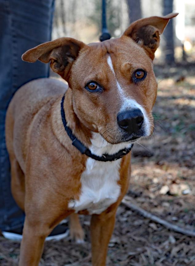 Karma, Adoptable, Adult Female Labrador Retriever & Carolina Dog.
