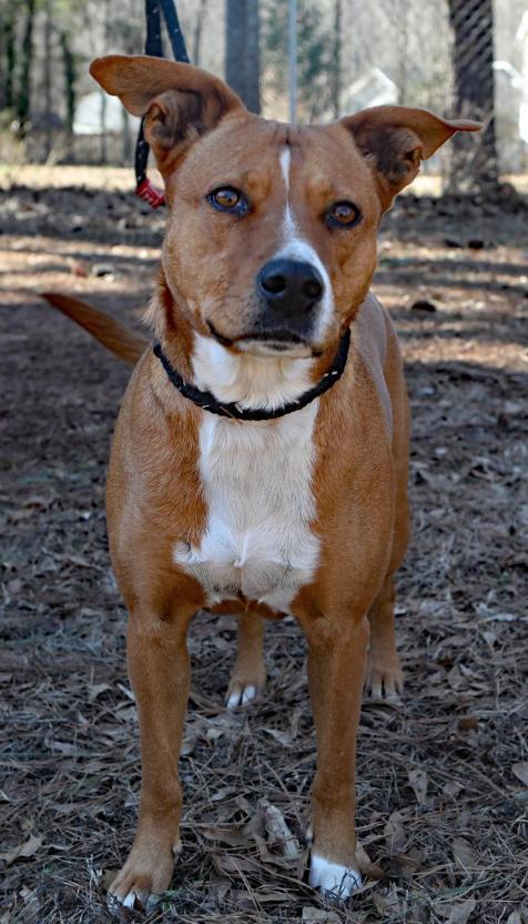 Enlarge Karma, a Adoptable mixed breed in Decatur, GA image 2/3