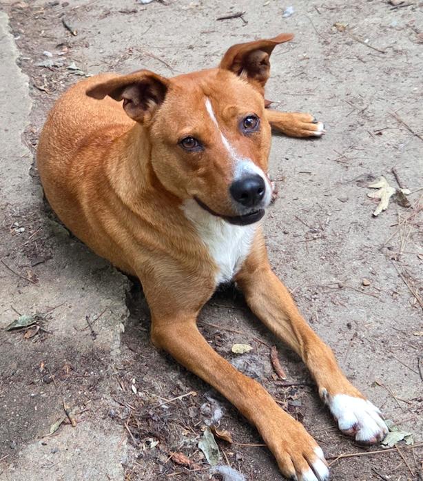 Karma, a Adoptable mixed breed in Decatur, GA image 2/3