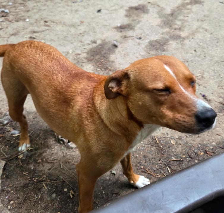 Enlarge Karma, a Adoptable mixed breed in Decatur, GA image 2/3