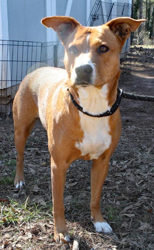 Enlarge Karma, a Adoptable mixed breed in Decatur, GA image 3/3