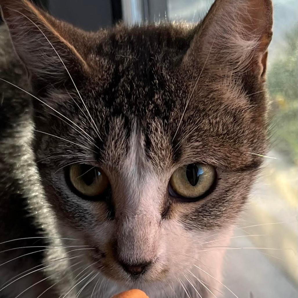 Aerial Ardmore, Adoptable, Young Female Domestic Short Hair.