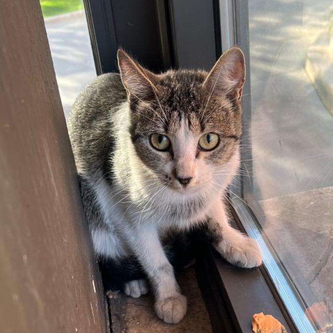 Enlarge Aerial Ardmore, a Adoptable Domestic Short Hair in Chicago, IL image 2/2